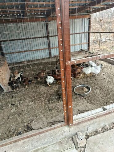 Башка жаныбарлар: Сатам | Тооктор | Үй | Көбөйтүү үчүн — 5