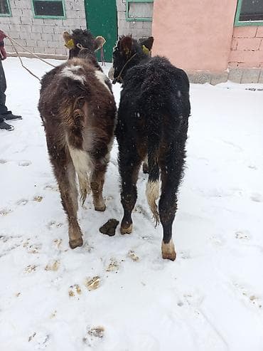 дончак купить: Продаю | Бык (самец) | На откорм | Привязанные — 3
