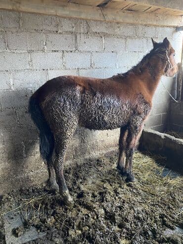 куда отдать кошку бишкек: Продаю | Конь (самец) | На забой — 1