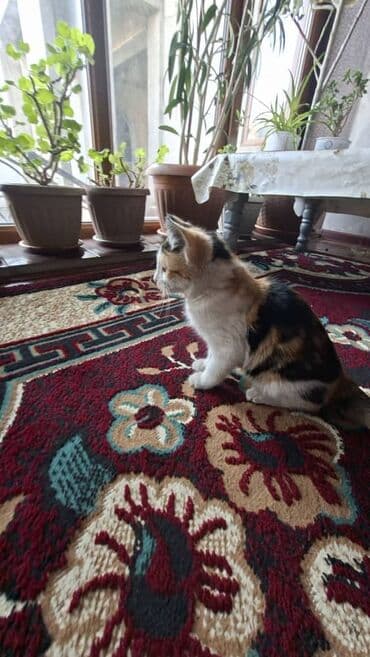 Вязка кошек: Беспородная, 1 месяц, Девочка, Черепаховый, Приучена к лотку — 4