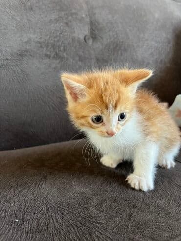 домик для кошки многоуровневый: 2 айлык, Эркек, Кызгыл сары — 2