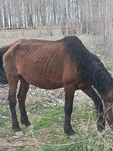 лошадь кыргызстан: Продаю | Кобыла (самка) | Рабочий — 2