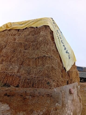 купить собаку шпиц: Сено в тюках (прямоугольные тюки), сложено в штабель и укрыто тентом — 1