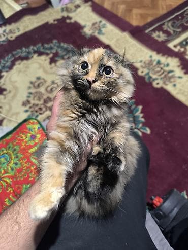 Отдам даром кошку: Пушистый котёнок с редким черепаховым окрасом. Особенности: - длинная — 2