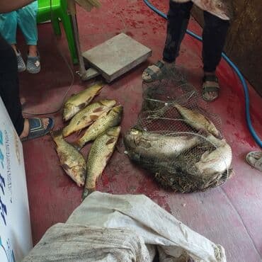 установка посудомоечной машины бишкек: Занимаюсь отловом рыбы беру деньгами или рыбой .бригада быстрого — 3