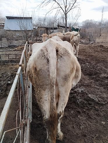 Кемирүүчүлөр: Сатам | Уй (ургаачы) | Сүт алуу үчүн | Байланган — 3