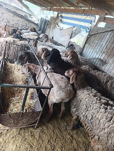 туки сена: Продаю | Овца (самка) | Полукровка | Для разведения | Матка — 5