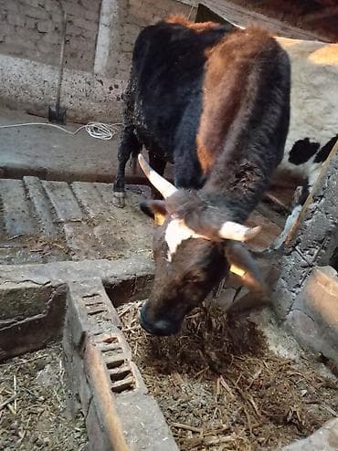 кролик фландер: Продаю | Корова (самка) | Для молока | Привязанные — 6