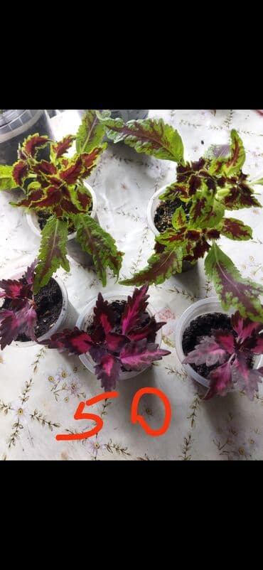 фикус али: Домашние комнатные растения — черенки и молодые кустики В — 9