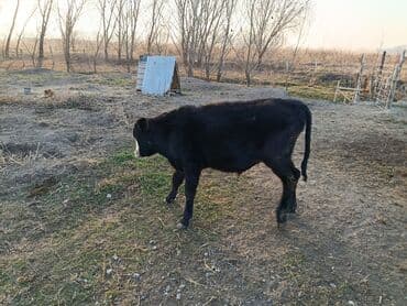 продажа кормов для сельскохозяйственных животных: Продаю | Бык (самец) | На откорм — 2