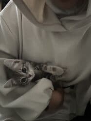 шотландская кошка скоттиш страйт: 5 месяцев, Мальчик, Серый, Приучена к лотку, С прививками — 10