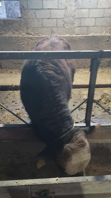 жирные быки: Продаю | Бык (самец) | На откорм | Привязанные — 6