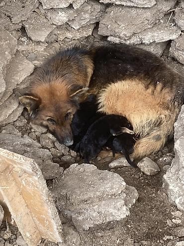 Щенки от собаки овчарочного типа. - Окрас: классический чёрно-рыжий у