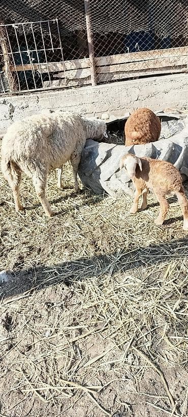 теке козел: Продаю | Овца (самка) | Для разведения | Матка — 5