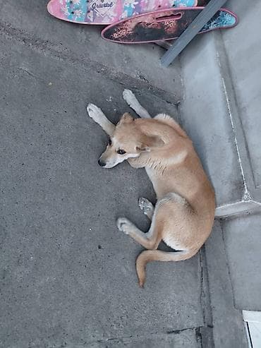 перепелка бишкек: Ит бекер берилет: 3 айлык, Ургаачы — 2