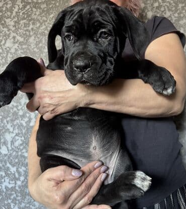 сайт продажи щенков: Кане-корсо, 2 месяца, Самец, С прививкой — 6