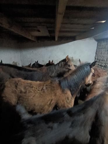 польша лошадь: Продаю | Кобыла (самка) | Для разведения — 2