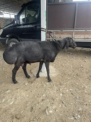 веревка аркан: Продаю | Баран (самец) | Для разведения | Осеменитель — 2