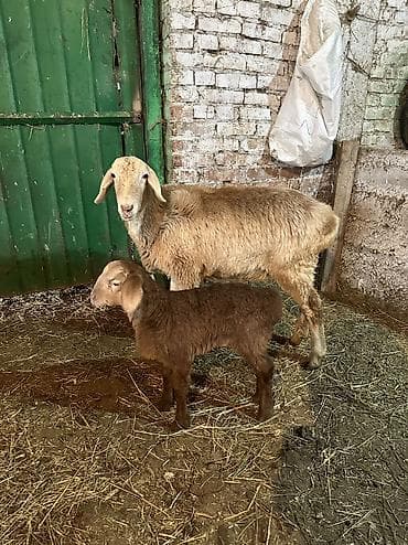 продаю щенков немецкой овчарки: Продаю | Овца (самка) | Арашан | Для разведения | Ягнившаяся — 1