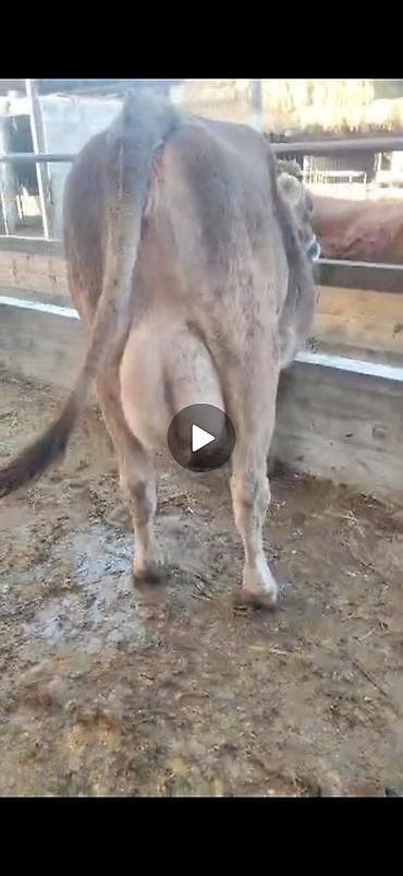 металические ящики: Продаю | Корова (самка) | Швицкая | Для молока — 2