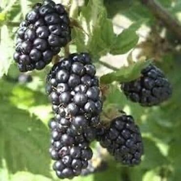 фасоль сорт лопатка: Саженцы ежемалины Без колючек Крупные ягоды Очень хорошо плодоносит — 1