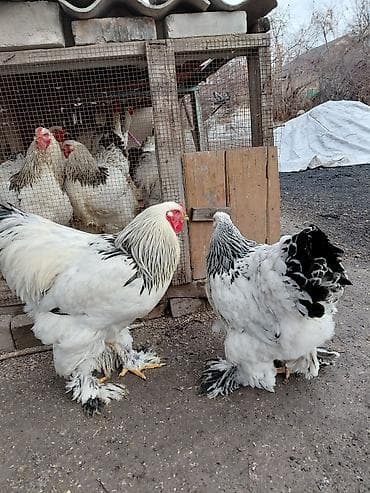 Продаю | Куры | Брама | Для разведения