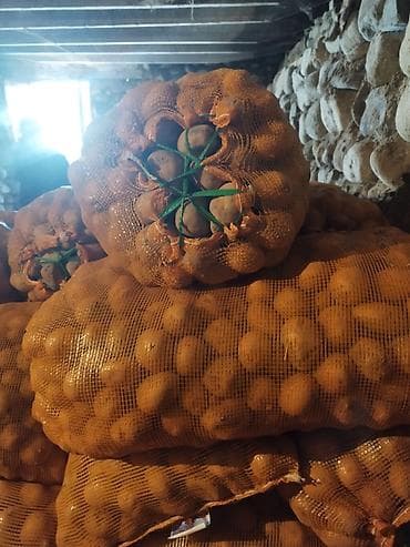 эки кишилик кроват: Картошка Джелли — 3