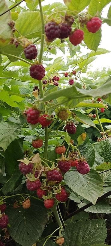 сублимированные ягоды: Продается Корни Малина «Зевс» — ремонтантный крупноплодный сорт. - — 2