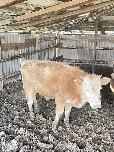 таксы собака: Продаю | Бык (самец) | Полукровка | На откорм — 2