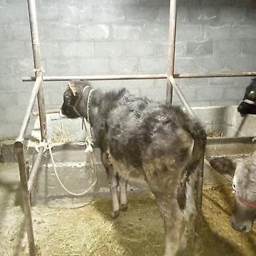 боос кой: Продаю | Музоо, торпок | Полукровка | На откорм | Привязанные — 2