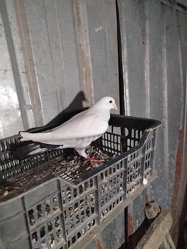 попугай каракол: Продаю Галубей разных пород село беловоцк — 6