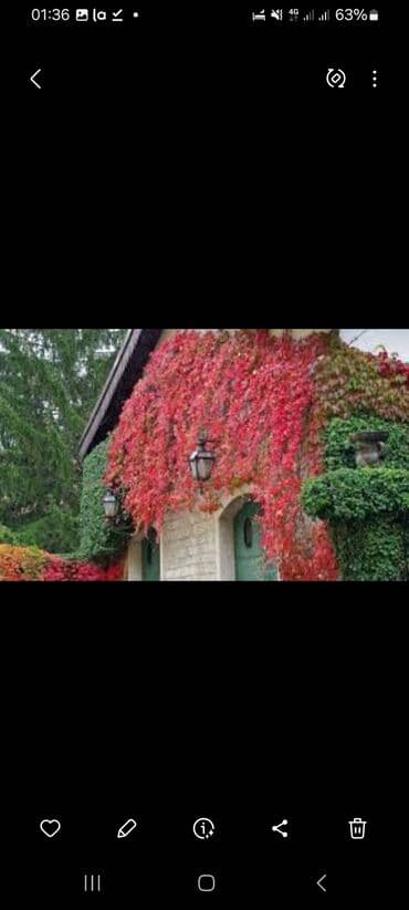 где можно купить семена цветов: Көчөттөр гүлдүн: Плющ, Өзү алып кетүү — 9