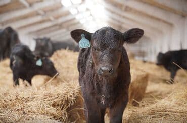 Собаки: Продаю | Корова (самка), Бык (самец), Тёлка | На откорм, На забой, Для разведения — 2