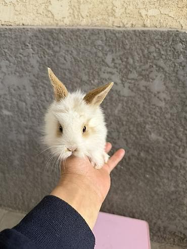 яйца фазан: Карликовые декоративные кролики (пуховые, «львиноголовые» типы) — 6