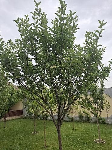 Дома: 🏡 Продаётся роскошный дом премиум-класса!!! 📍 Район: Киргизия-1 🏠 — 7