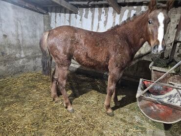 Собаки: Продаю | Жеребенок | Конный спорт — 3