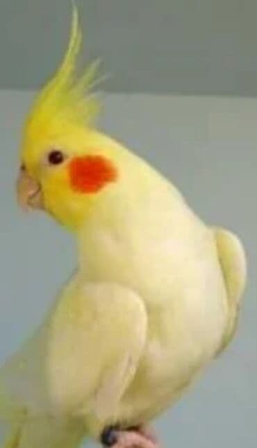 трафареты для рисования животных: Попугаи кареллы хорошо учатся говорить и приручаются к рукам. Так же — 9