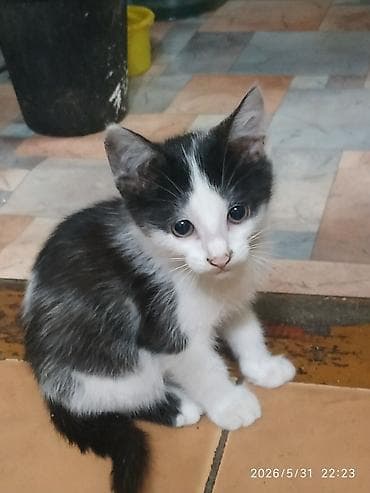 Британская короткошёрстная, 3 месяца, Мальчик