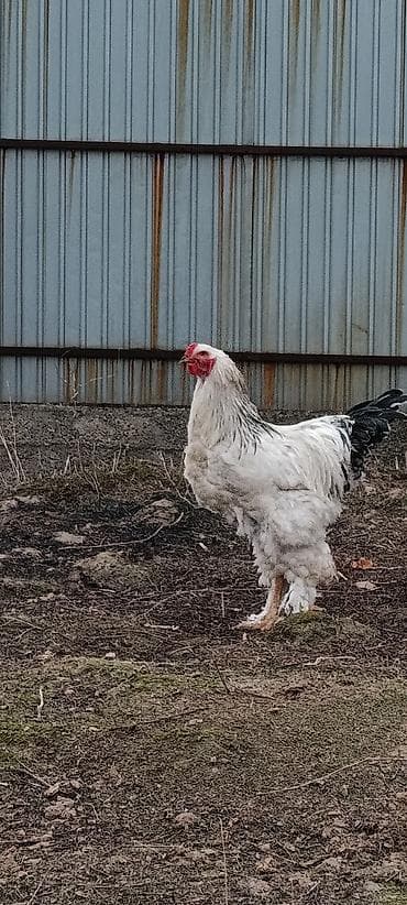 жапайы ордок: Сатам | Короздор | Брама | Көбөйтүү үчүн — 4