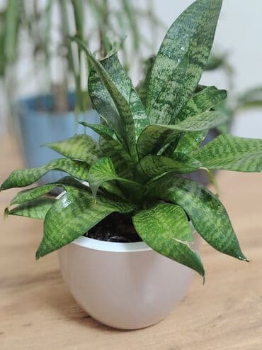 цветы домашнии: Комнатные растения в кашпо: 1) Сансевиерия (Sansevieria, «щучий — 1