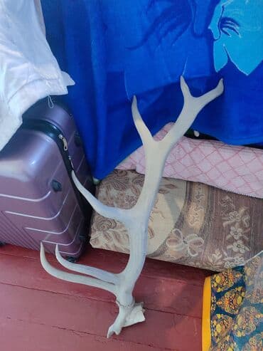 кой кыркыч: Рога лося продается — 1