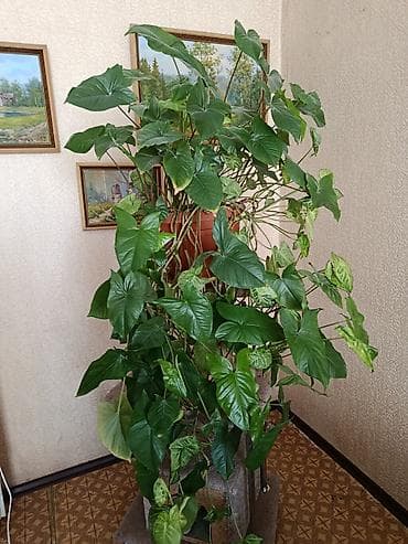 бөлмө гүлдөрү: Предлагаются различные комнатные растения для создания уюта и свежести — 7