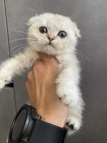 кот маленький: Шотландский вислоухий котёнок (Scottish Fold) Предлагается к продаже — 2