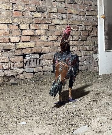 парода уйлар: Продаю | Петух | Бойцовая | Для разведения — 3