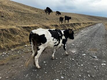 сельскохозяйственные животные продажа: Продаю | Тёлка | Полукровка | На откорм | Привязанные — 1