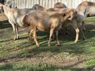 Продаю | Овца (самка), Ягненок, Баран (самец) | Для разведения at lalafo.kg Продаю | Овца (самка), Ягненок, Баран (самец) | Для разведения