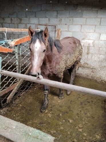 продажа охотничьих собак: Продаю | Жеребенок | Для разведения | Мерин — 4