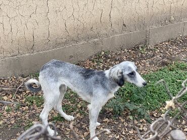 Продажа собак: Тайган, 7 месяцев, Самка, С прививкой — 3