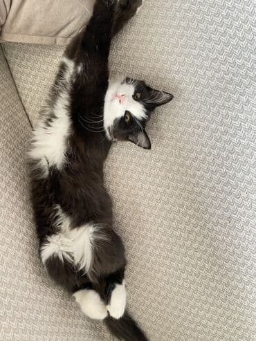 сколько стоит лабрадор собака: Лесная, 5 месяцев, Мальчик, Приучена к лотку — 5