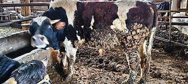 Продаю | Бык (самец) | На откорм | Привязанные